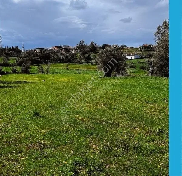 Mumcular Söğütçük'te Satılık Köy İçi 1.800m