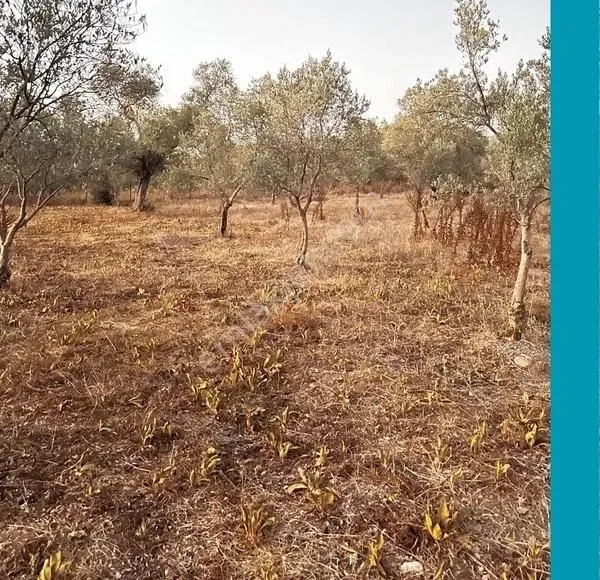 Milas Tuzabatta Satılık 2.450m Zeytinlik