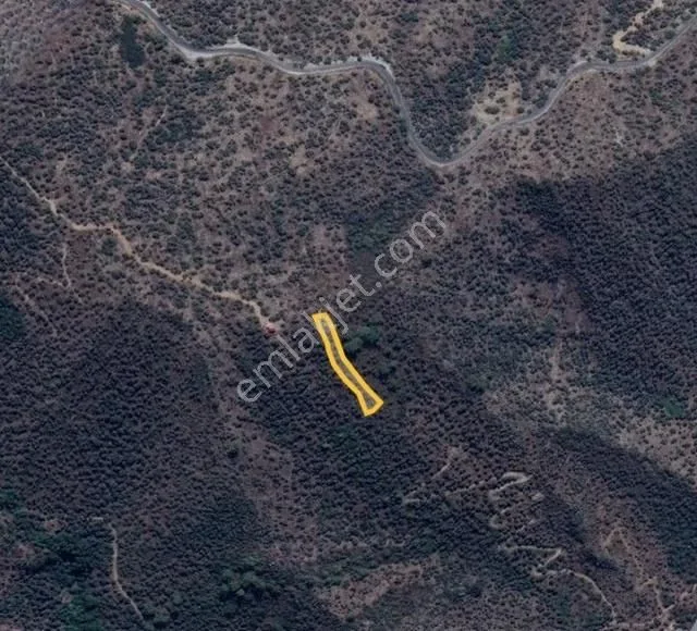 Kandak Mahallesi Bulgurdağı Mevki Satılık 1055m Zeytinlik