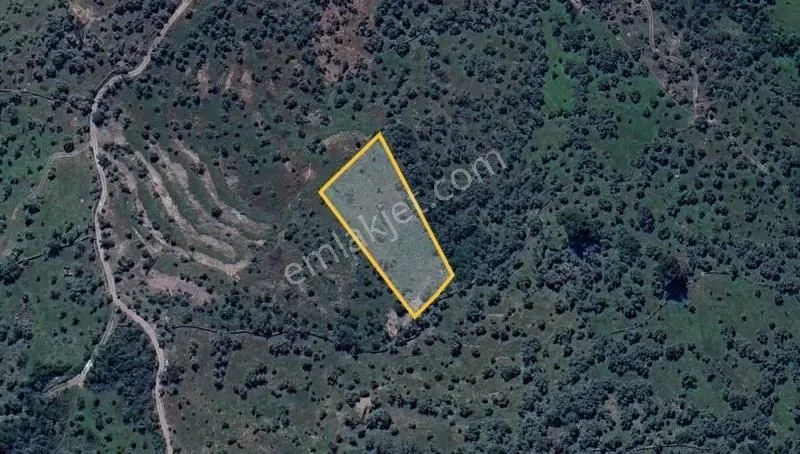 Milas Bayır Çatak Mevkiinde Satılık 2.991m Zeytinlik