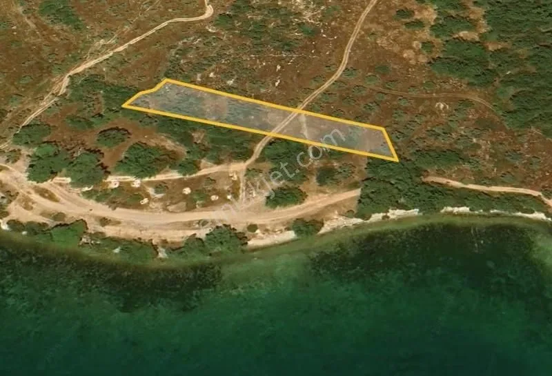 Gürçamlar'da Satılık Denize 25m Zeytinli Tarla