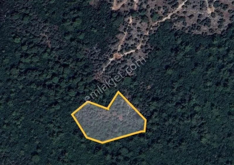 Milas Kurudere'de 7.039m Zeytinlik