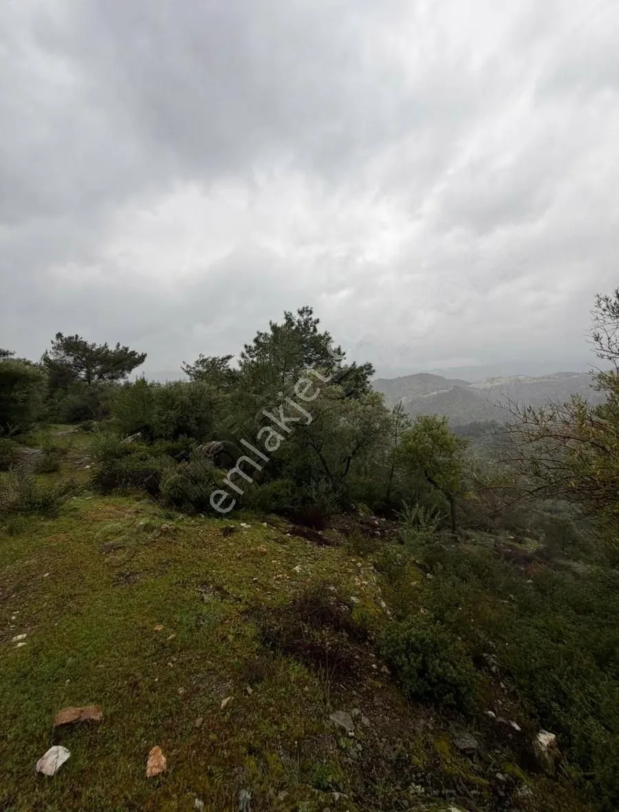 Kargıcak'da 16.722m2 Bereketli Ve Yatırımlık Zeytinlikler